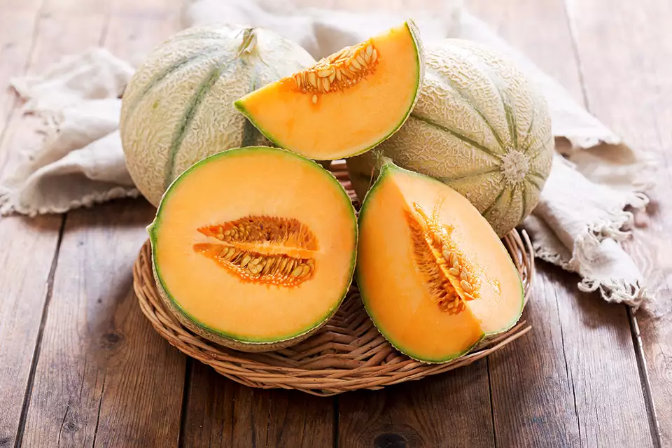 Melon (Maraîchage)